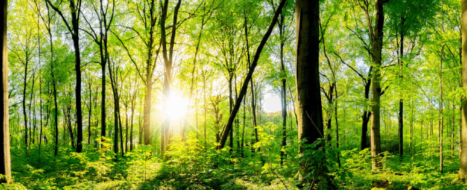 Sunlight shining through a dense green forest, illuminating the trees and forest floor.